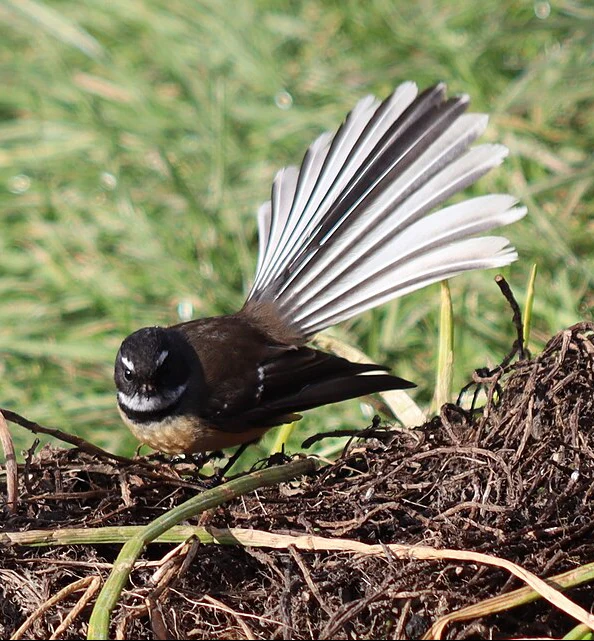 Fantail Kiwiana Necklace - Image 3