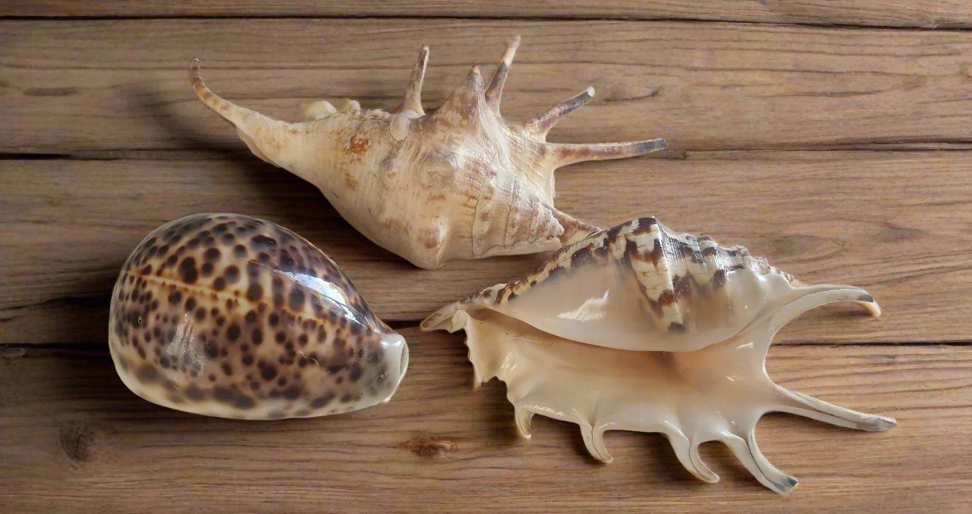 Global Decor - Seashell Trio - Image 3