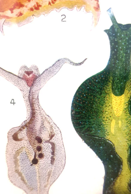 Vintage NZ Marine Life Colour Art Print - Image 3